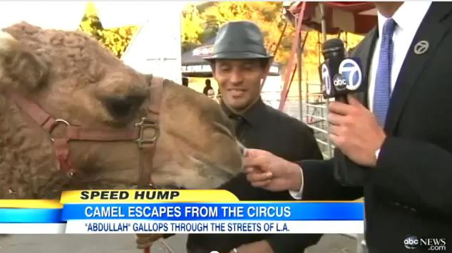 The Sun: O camila a creat haos pe strazile din Los Angeles. VIDEO