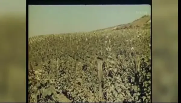 Patria vinului, partea 2. Istoria vinului romanesc: de la Burebista si viile arse pana la Murfatlar, cel mai mare producator din tara