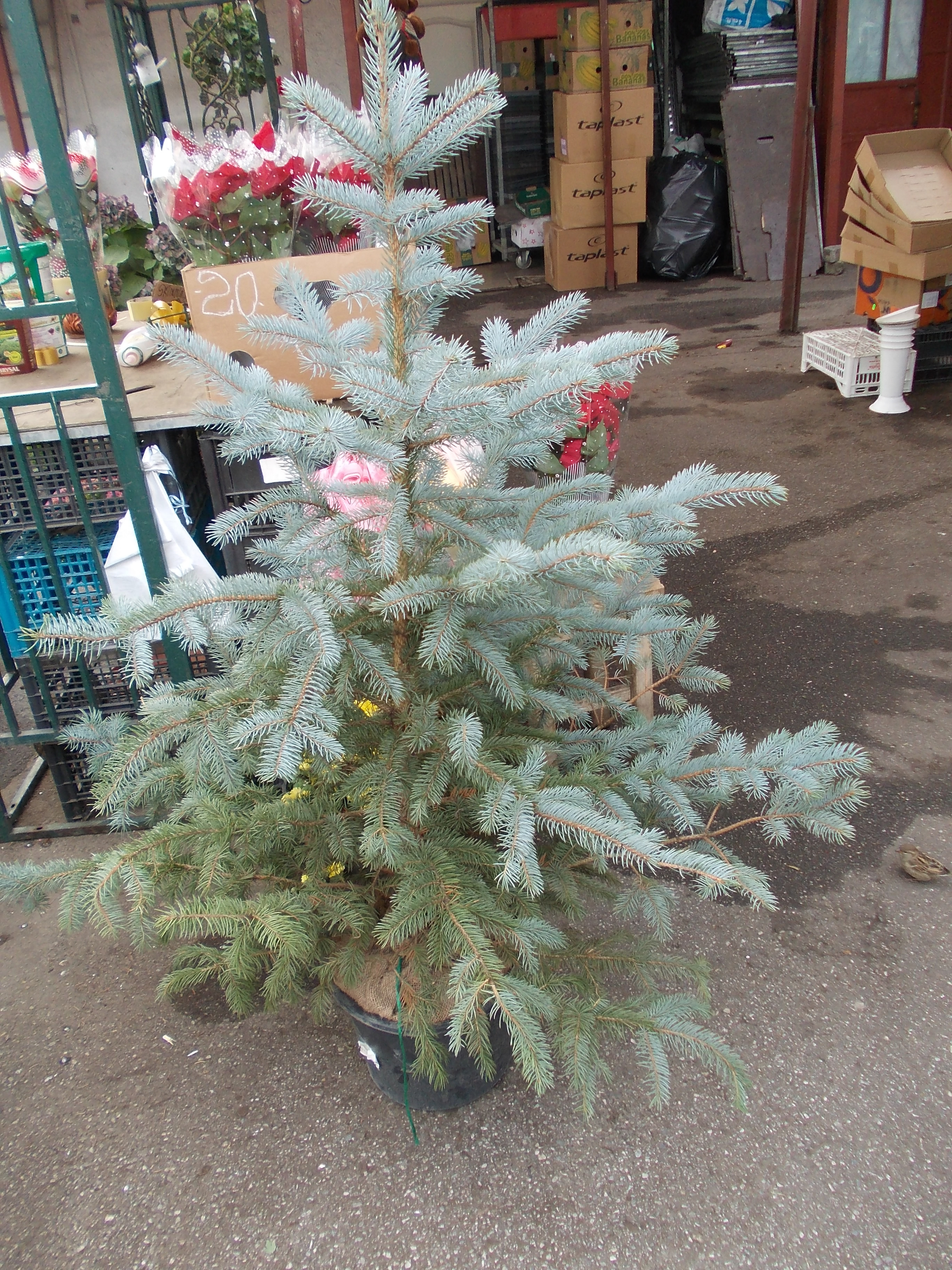 In pietele din Timisoara au aparut deja primii brazi. Vezi galerie FOTO