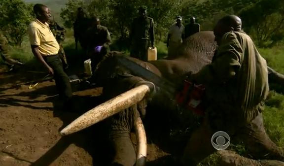 VIDEO. Gestul disperat al autoritatilor din Kenya pentru a salva viata elefantilor