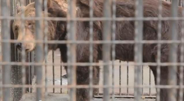 Gradina zoologica din Turda va fi reamenajata din bugetul statului