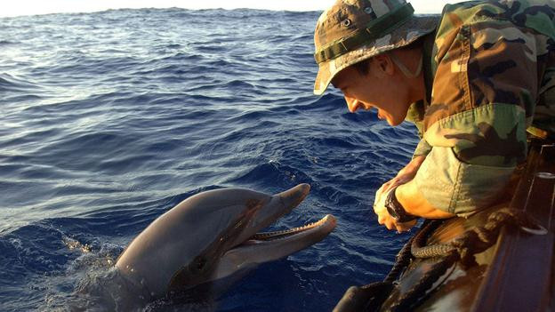 Dupa 50 de ani, delfinii de razboi vor fi inlocuiti de roboti. Tehnologia secreta pregatita de SUA