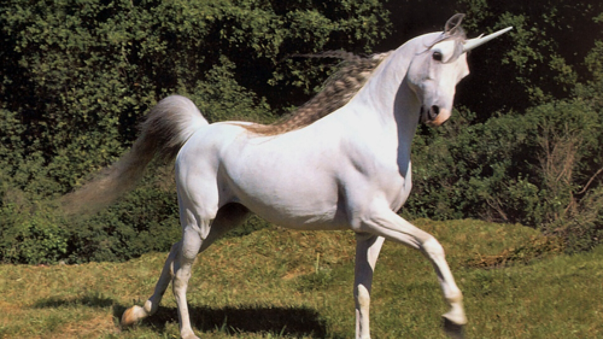 Declaratia surprinzatoare a unor istorici nord-coreeni: "Am gasit la Phenian barlogul unui inorog"