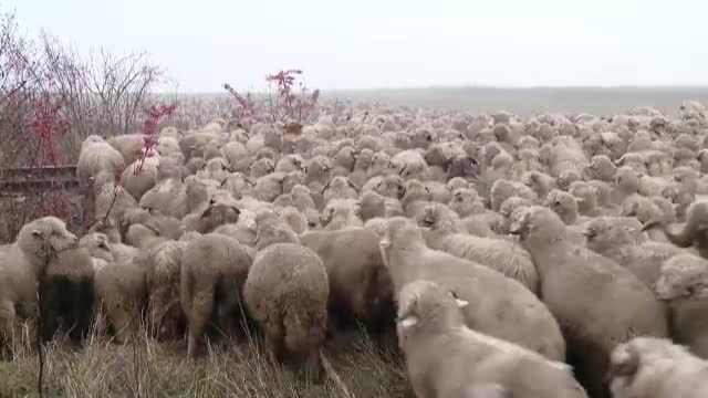 Alerta intr-o comuna din judetul Bihor. Zeci de mioare si caini au murit dupa ce au mancat cornuri otravitoare