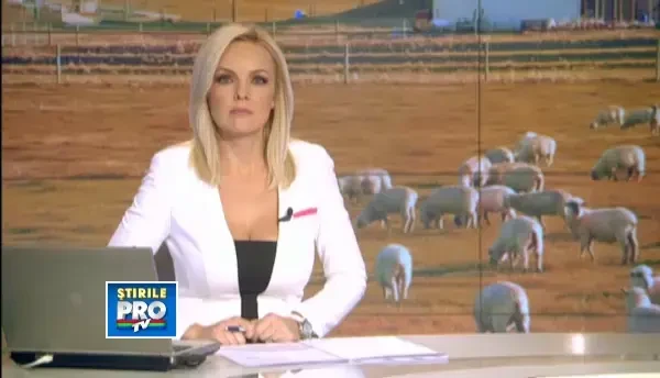 Ciobanii nostri nu mai reusesc sa-si vanda mioarele, iar cei bulgari umbla cu oaia