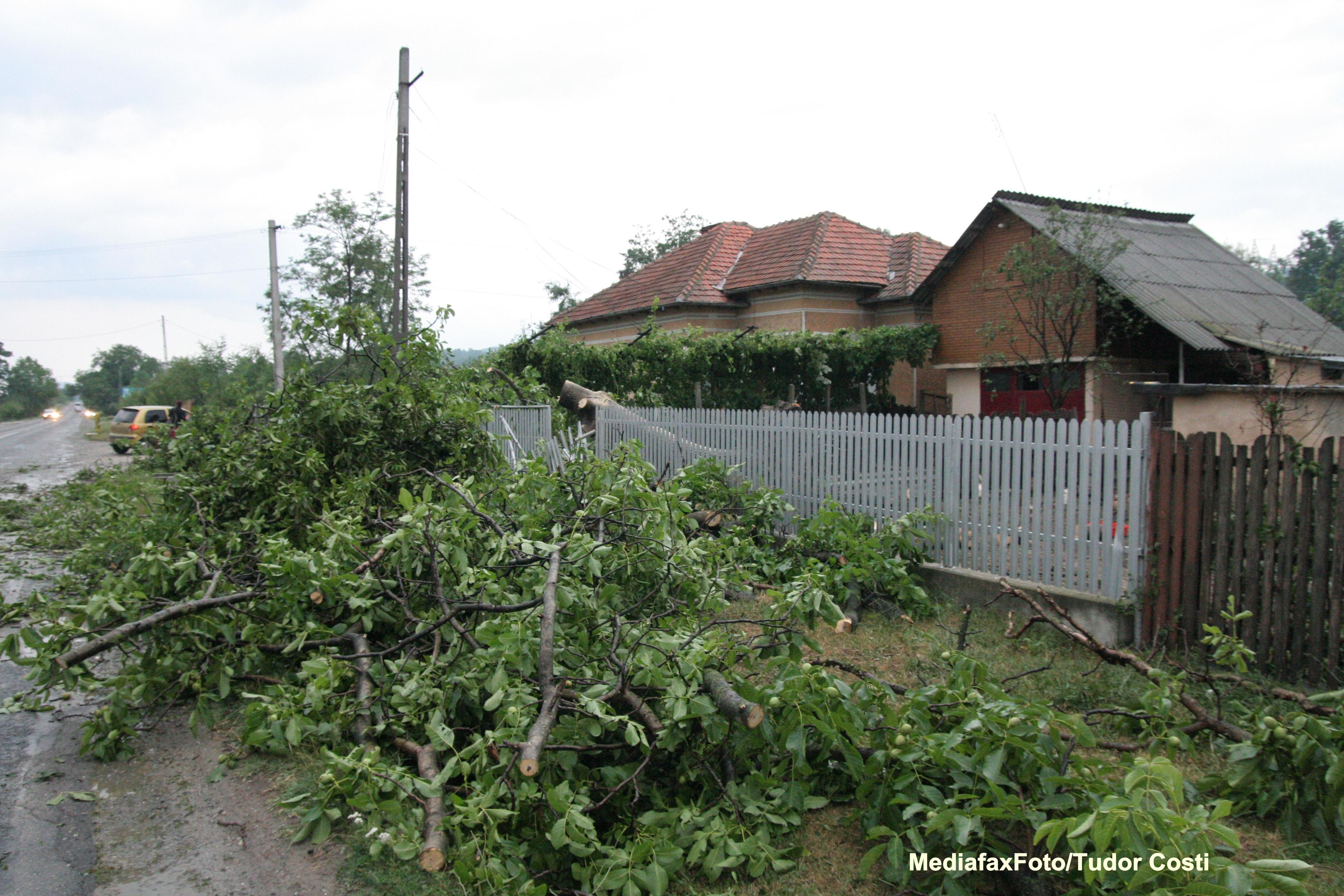 Trafic rutier ingreunat din cauza copacilor doborati de vant, pe drumuri nationale din doua judete