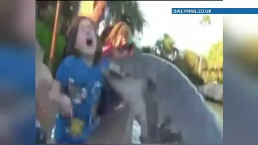 Fetita muscata de un delfin la un parc acvatic din SUA. Cum s-a intamplat totul