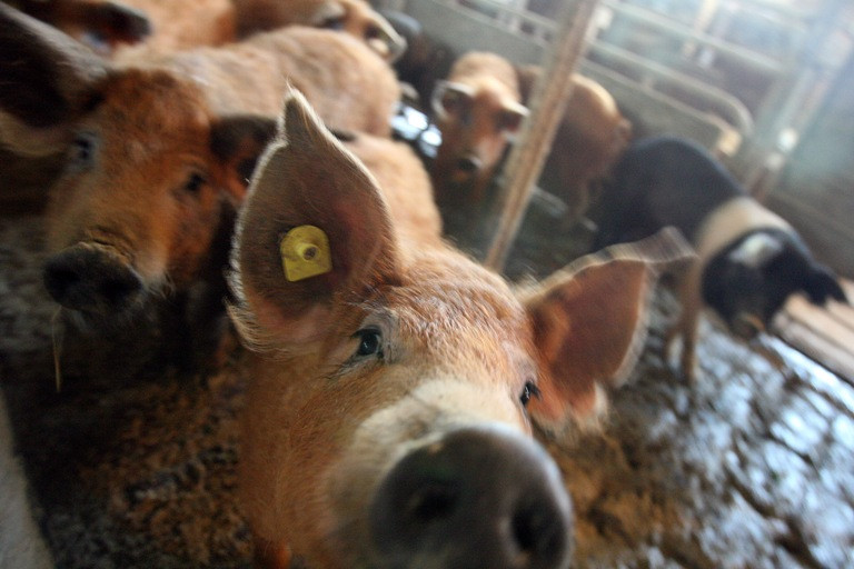 Noul Cod Fiscal introduce impozitul pe porci, vaci sau gaini. Legea a intrat in vigoare astazi