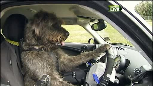 Trei catei din Noua Zeelanda ar putea intra in istorie. Patrupedele au invatat sa sofeze