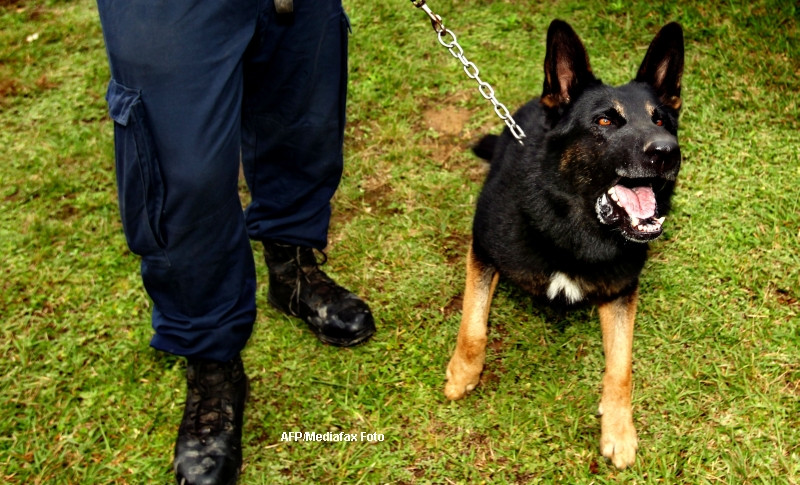 Un hot a fost muscat de cainele politistilor, in timp ce era arestat. Urmarea este surprinzatoare