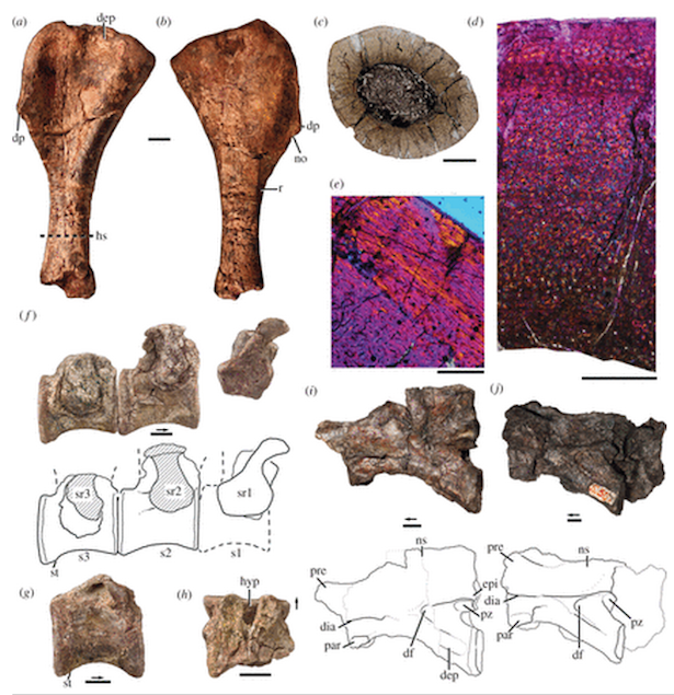 Nyasasaurus Parringtoni