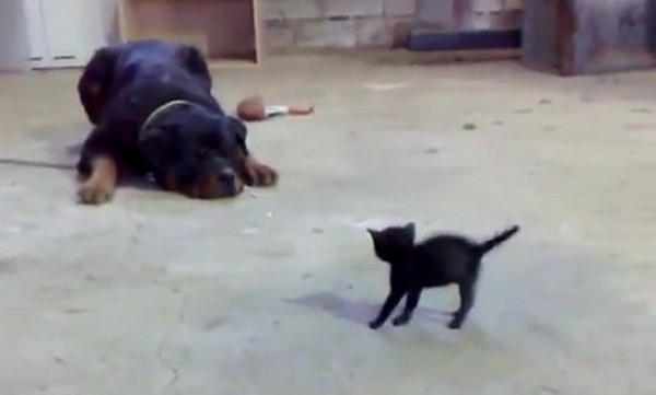 O pisica infrunta un rotweiller! VIDEO