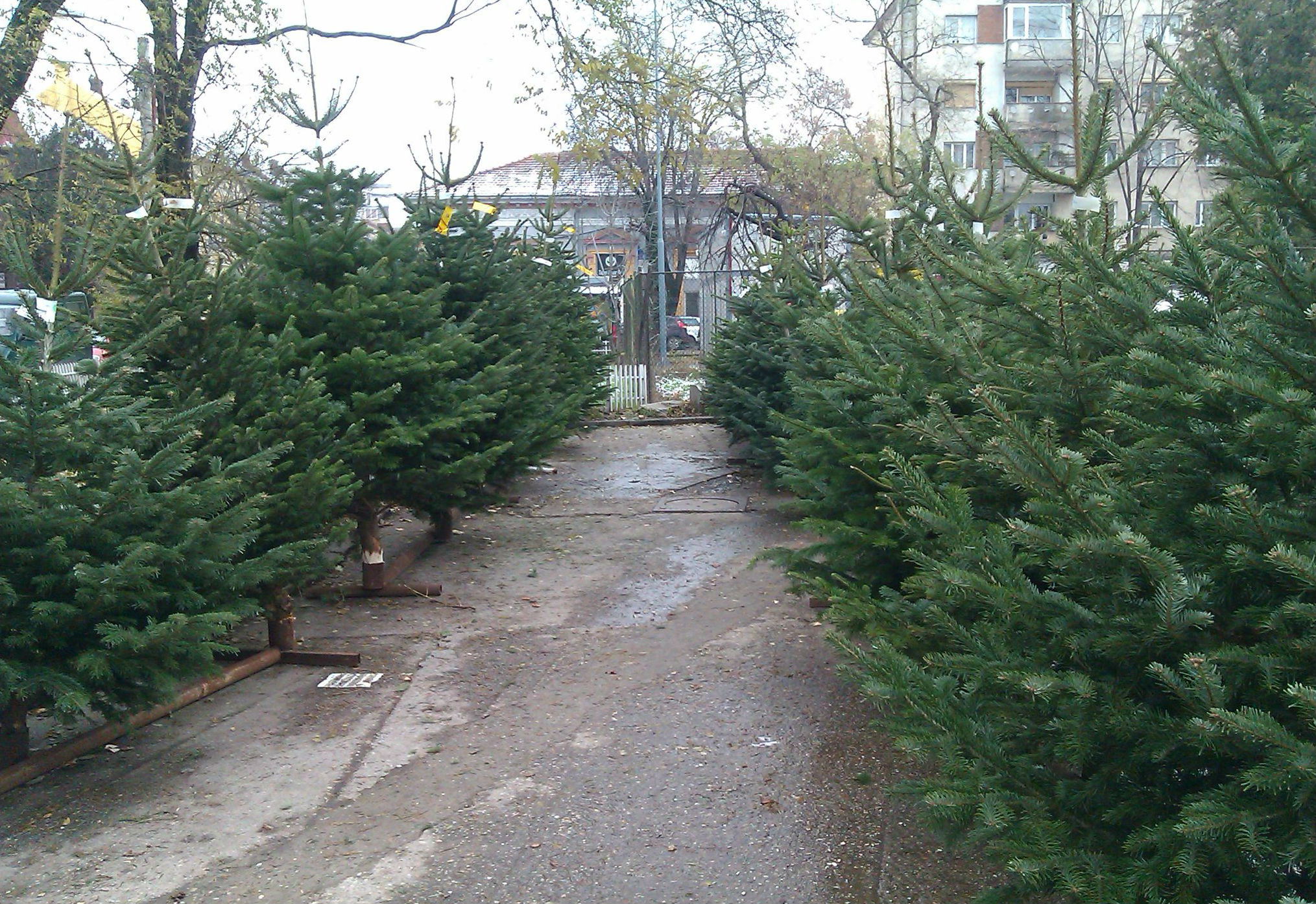 Brazi doar din import in pietele aradene. Afla ce preturi au afisat comerciantii