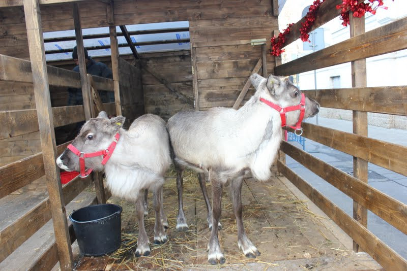 Targul de Craciun de la Arad, animat de Rudolf si Hanna, doi reni adusi din Suedia