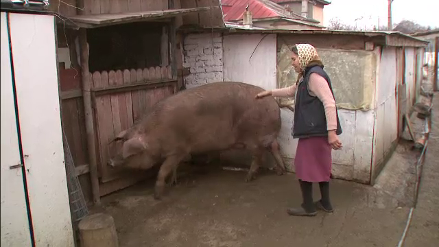 Viata lui Ghita, 400 de kilograme, personaj principal in "Taierea Porcului de Craciun"