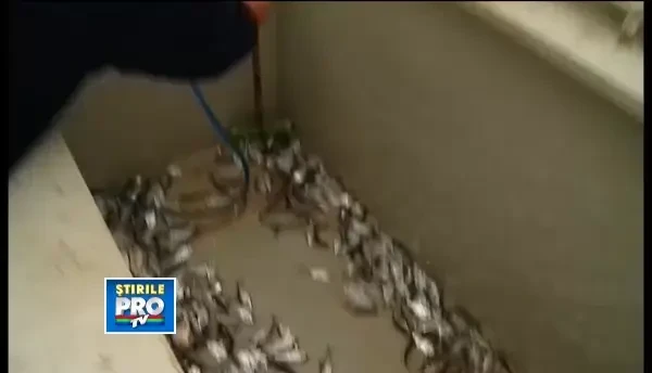 Are raul peste. Zapada din ultimele zile nu a impedicat actiunea de repopulare a raului Mures