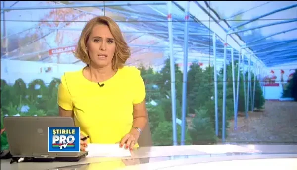 35% dintre romani nu renunta la bradul natural. Cel mai scump pom de Craciun ajunge si la 800 de lei