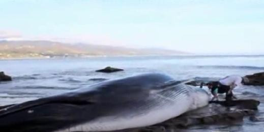 Cadavrul de 20 de tone din spatele casei. Ce au descoperit autoritatile langa vila lui Bob Dylan