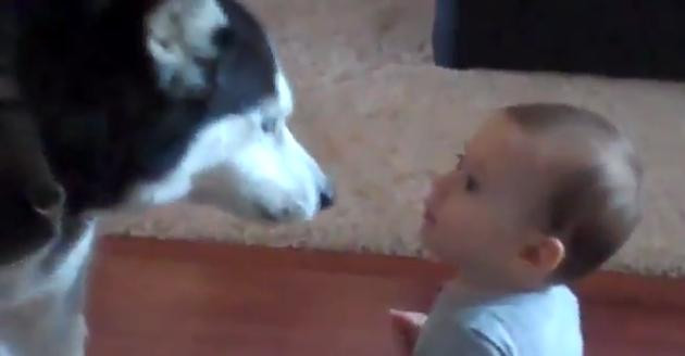 Dialogul dintre un copil si un husky care a devenit viral pe internet. Cum vorbesc cei doi. VIDEO