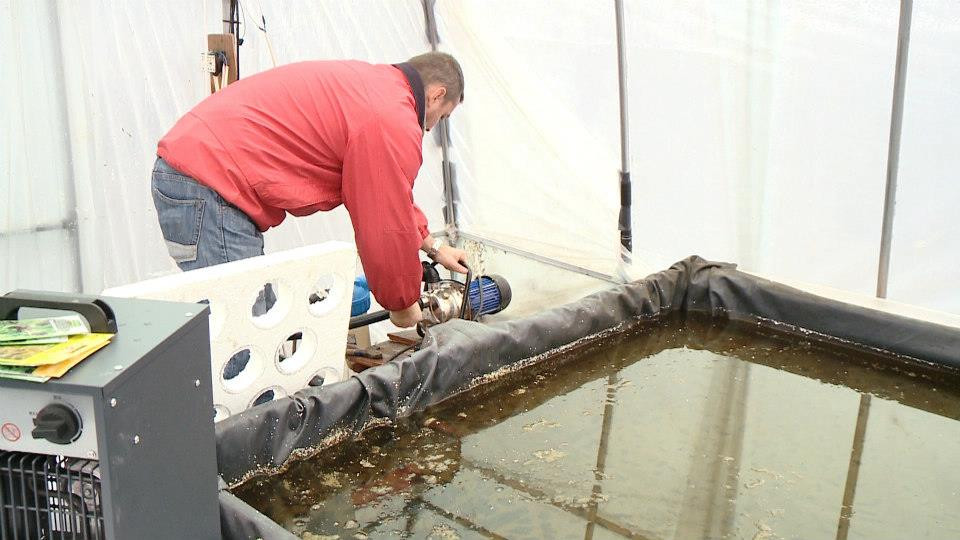 Povesti de succes "made in Romania". Investitie intr-un viitor sanatos: ferma acvaponica