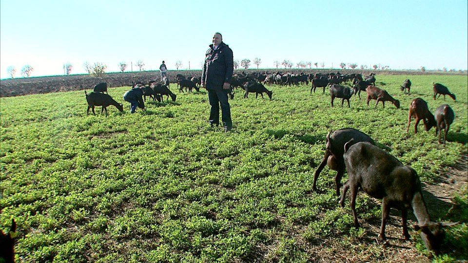 Comertul cu branzeturi fine de capra