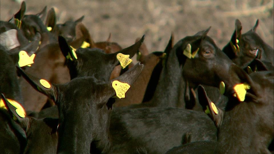 "Capra vecinului sa traiasca!" Cine si-a asumat misiunea de a schimba imaginea caprei in Romania