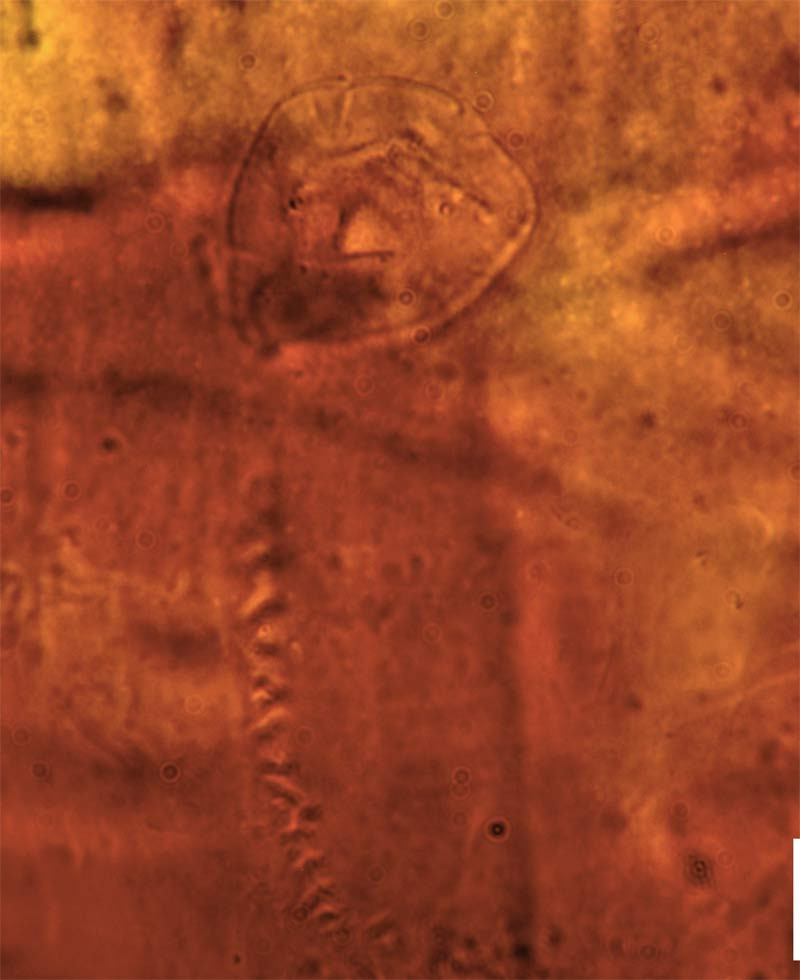 O creatura care a trait in urma cu 200 de milioane de ani, conservata intr-un cocon. Cum arata