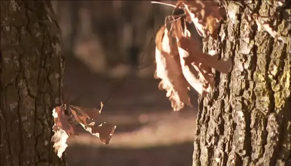 Povestea de succes a unui roman. Cine este Voicu Oprean, afacerist pe patru continente