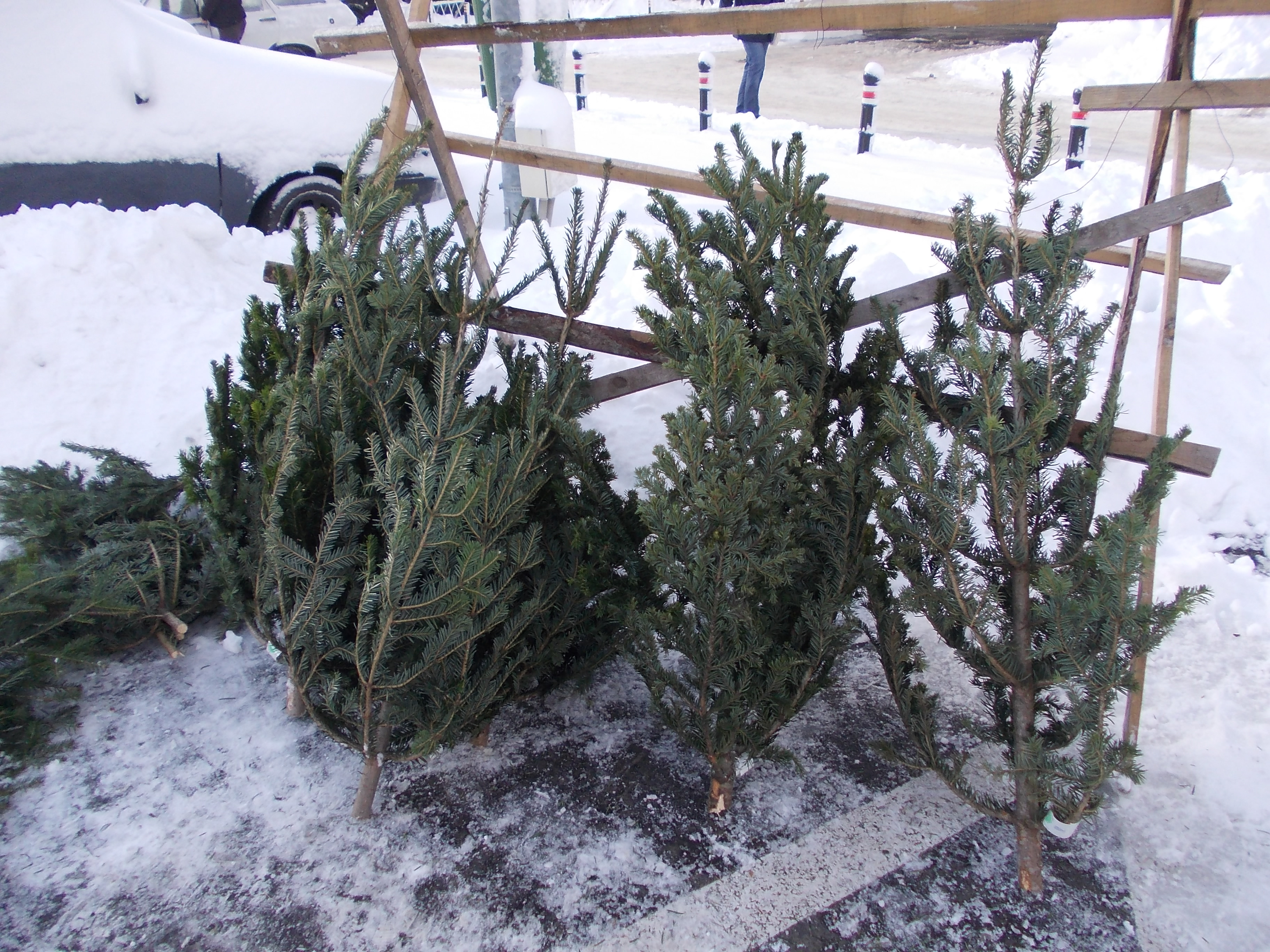 Odata cu zapada, au aparut si brazii de Craciun. Vezi de unde provin si care sunt preturile