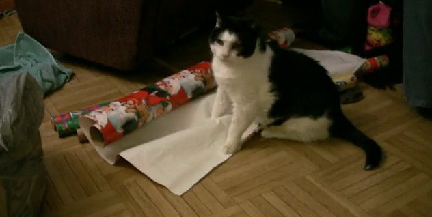 Cel mai frumos dar de Craciun: O pisica impachetată in hartie de cadou! VIDEO