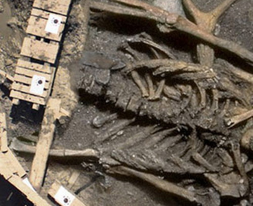 Scheletul unui animal bizar, descris in mitologia asiatica, descoperit in Coreea de Nord