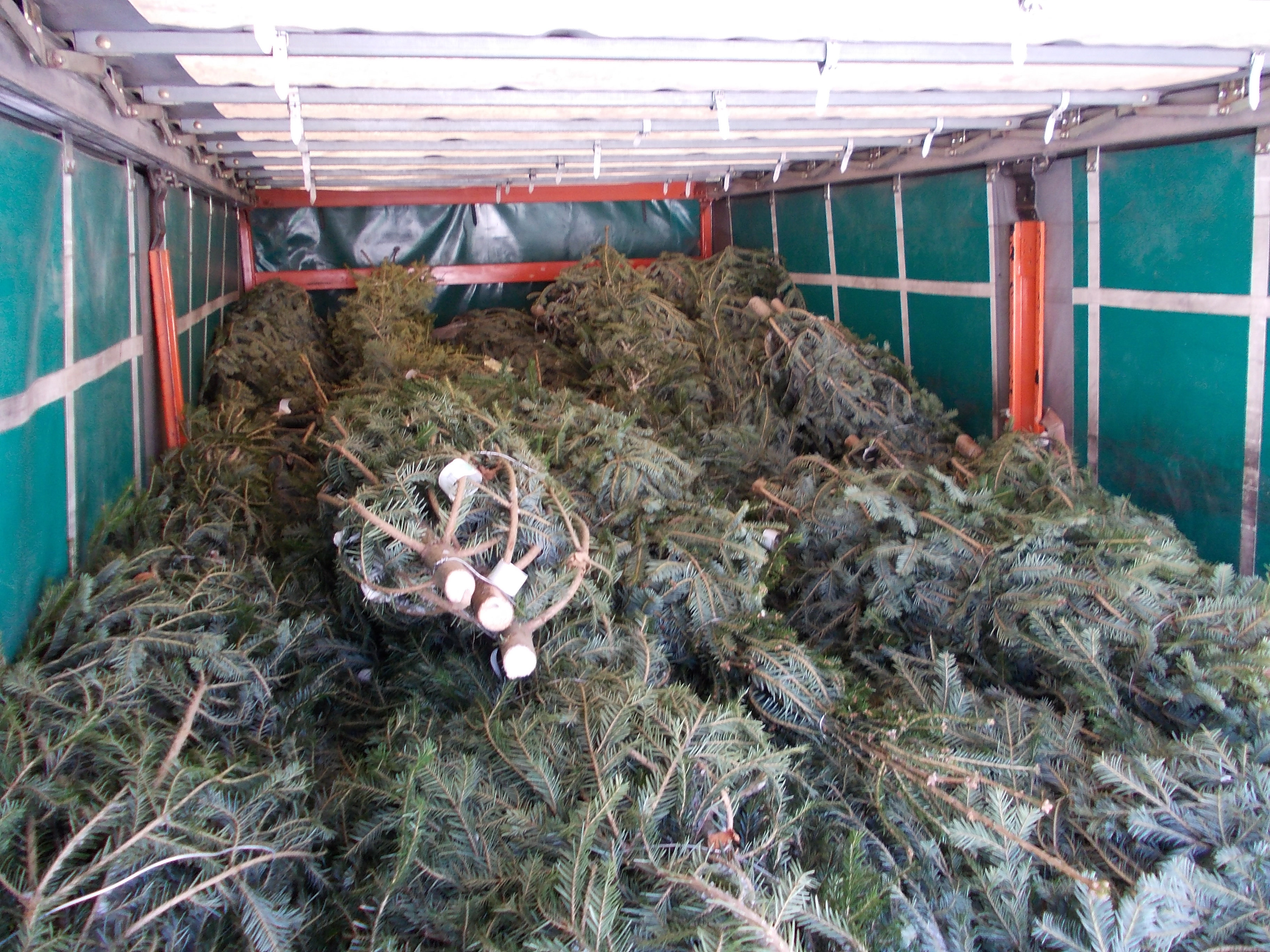 Pomii de Carciun in atentia politistilor din Mures