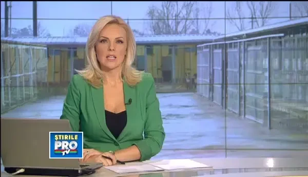 Strainii salveaza maidanezi din Romania. Mai multi catei au fost adoptati, datorita unor fundatii