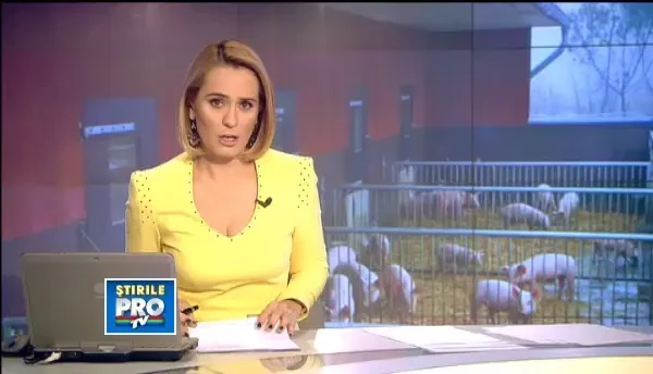 Cat e pretul porcului de Craciun, luat de la crescatori. Clientii, sfatuiti sa mearga la veterinari