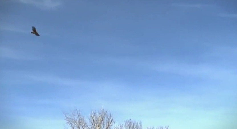 Un copil a fost "rapit" de o acvila! Adevarul despre clip VIDEO