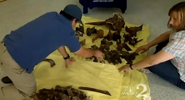 VIDEO. Uraganul Sandy a scos la lumina ramasitele unui animal putin cunoscut de biologi