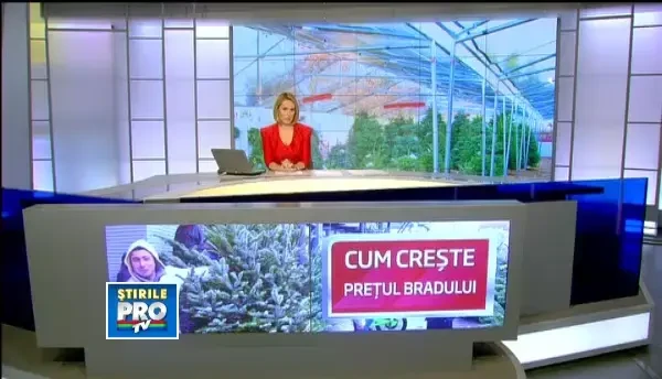 Cumparaturi pe ultima suta de metri. Bradul de Craciun, la preturi intre 30 si 400 de lei