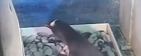 Imagini socante. Un pinguin, filmat in timp ce-si manca puiul, intr-un acvariu din China. Video