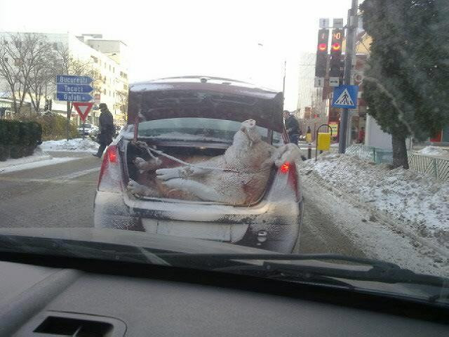 Cum e plimbat porcul de Craciun pe strazile din Barlad. Imaginea a devenit viral pe Facebook