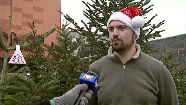 Cu o zi inainte de Craciun, exista romani care inca mai cauta bradul perfect. Vezi preturile