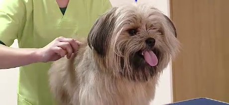 Cel mai mare targ pentru animale de companie din tara incepe maine la Cluj