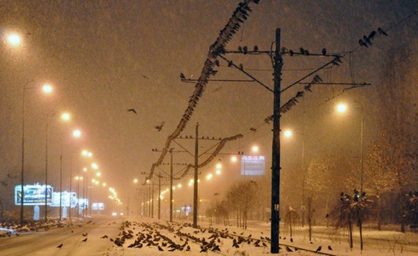 Fenomen inexplicabil pe strazile din Sarajevo. Mii de ciori au invadat strazile pe timp de viscol