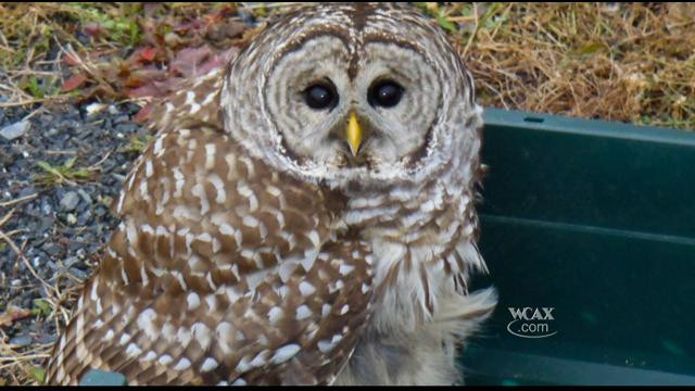 Un pui de bufnita ramas orfan este hranit cu penseta de cativa oameni din Targu Mures