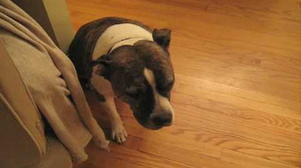 Cainele care isi cere scuze pentru ca a distrus bradul de Craciun! VIDEO