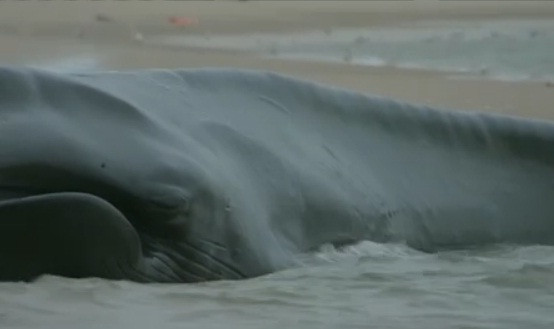 O balena de aproximativ 18 metri lungime a esuat pe o plaja din New York. VIDEO