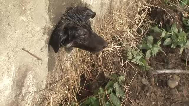 Zeci de oameni s-au chinuit sa salveze un catelus care ramasese intepenit intr-o gaura de scurgere