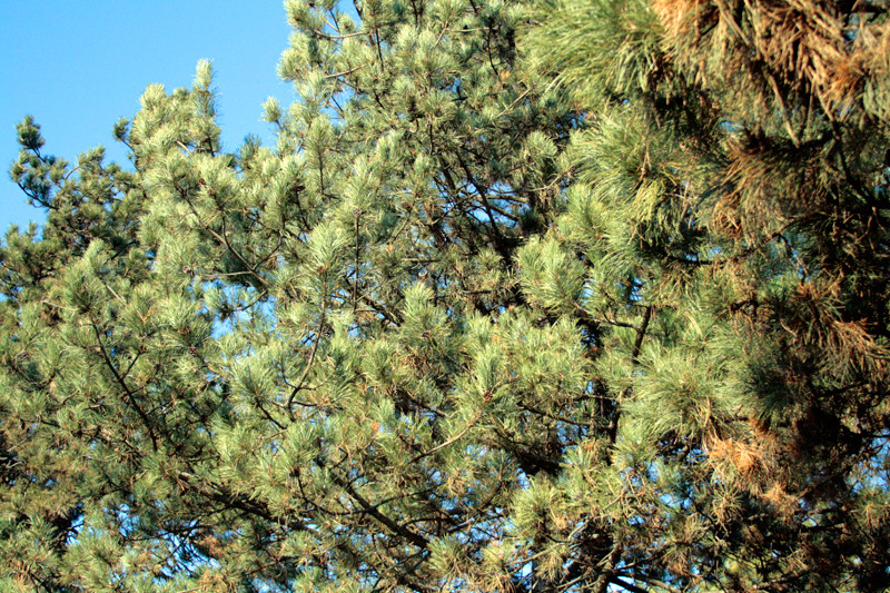 Parcul Herastrau e plin de surprize. Iata cine va pandeste dintr-un copac de langa Roata Mare