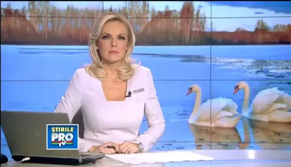 Lebedele de la Constanta, prinse in capcane de oameni care vor sa le manance