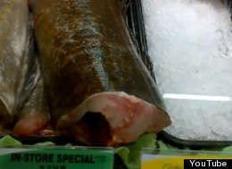 Explicatia pentru "pestele-zombie". Misca dupa ce a fost despicat si curatat de maruntaie. VIDEO