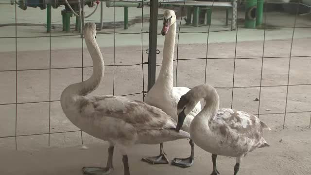 "Stai cuminte". Cu ce s-au trezit in fata masinii soferii care treceau pe langa un lac din Bacau